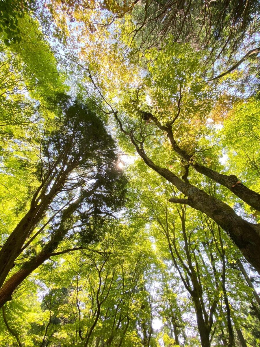 6月の営業スケジュール 六甲山CAFE＆BBQ｜THIRD PLACE ROKKO｜サードプレイスロッコウ