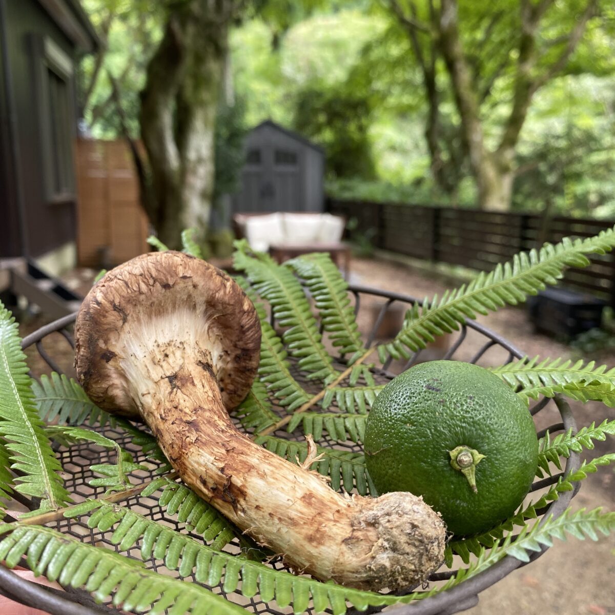 【お知らせ】9月の営業スケジュール 六甲山CAFE＆BBQ｜THIRD PLACE ROKKO｜サードプレイスロッコウ